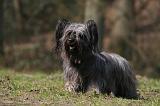 SKYE TERRIER 088
